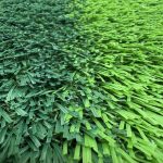 Playground Grass BG VELLA Pile Height 30mm